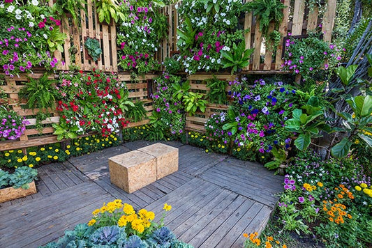 5 Medicinal plants for your home garden